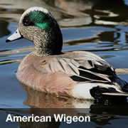 American Wigeon American Wigeon