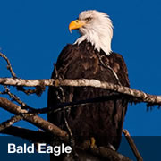 Bald Eagle Bald Eagle
