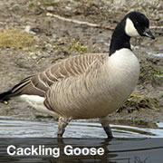 Cackling Goose Cackling Goose