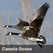 Canada Goose Canada Goose