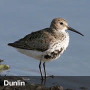 Dunlin Dunlin