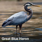 Great Blue Heron Great Blue Heron