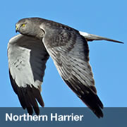 Northern Harrier Northern Harrier