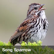 Song Sparrow Song Sparrow